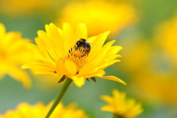 bumblebee, bee, insect, flower, pollination, yellow Flower, pollen, flower Wallpaper, petals, plant, beautiful Flowers