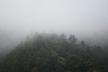 foggy mountain, green trees, serene view, fog-covered forest, tranquility, mystery, mountain forest, natural landscape, misty scenery, peaceful nature, foggy landscape