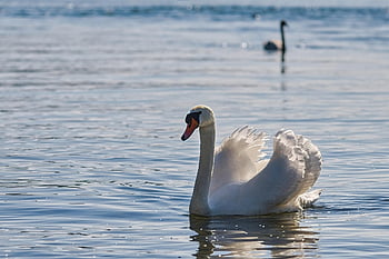 mute swan, jezero, labuť, pták, cygnus olor, vodní pták, Příroda, pozorování ptáků, ornitologie