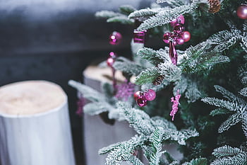 Noel ağacı, pembe süslemeler, buzlu dalları, şenlikli tatil, Tatil Ambiyans, yakın çekim fotoğraf, Noel süsleri, pembe noel, tatil dekoru, kış sahne, Yılbaşı ruhu