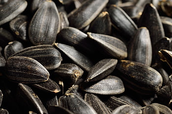 seeds, sunflower, oilseeds, achenes, in-shell, snack, food, agricultural, oil, oil-bearing