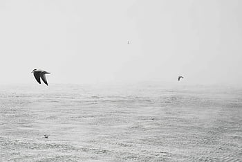 on mid air, seagulls, ocean scene, black and white, freedom, tranquility, minimalist style, gliding birds, serene ocean, mid-air birds, black and white photography