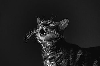 그레이 스케일 사진, 고양이, 극적인 흑백, 얼룩 고양이, 위쪽을 바라보며, 흑백 사진, 동물 초상화, 단색 이미지, 고양이 사진, 애완 동물 사진, 고 대비