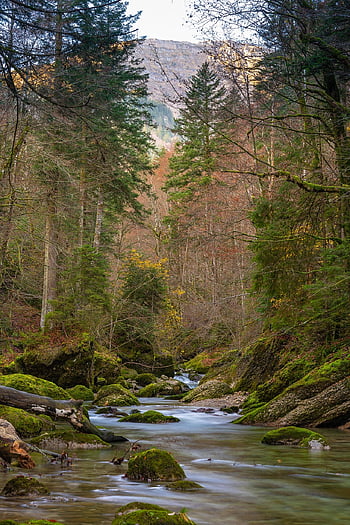 kiviä, virta, Puut, puro, Bach, luonto, maisema, virtaus, virtaava vesi, pitkä altistus, sammal