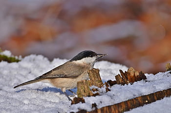 bird, marsh Tit, winter, foraging, cold, park, nature