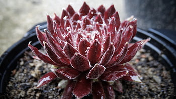 succulento, cactus, pianta, Sempervivum, Semprevivo, natura, succoso, pianta in vaso, appuntito, serra di lamiera spessa