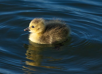 gosling, baby Goose, goose, young, baby, bird, cute, ducklings, nature, fluffy, wildlife
