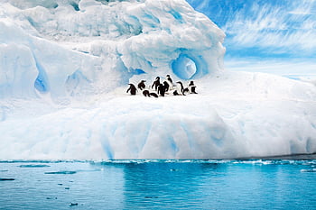 glacier, snow, penguins, birds, aquatic Birds, animals, wildlife, ice, nature, landform, sea