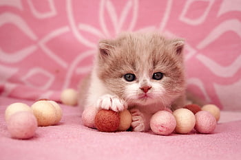 british shorthair, φύση, λιλάρι, γατάκι, Γάτα, κατοικίδιο ζώο, χαριτωμένος, ζώο, αιλουροειδής