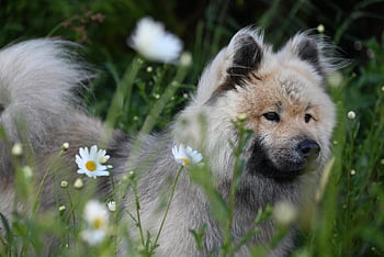 Pes, psí, eurasier pes, zvíře, Eurasier Olaf, společník, květinové pozadí, sedmikrásky, květinové tapety, krásné květiny, květiny