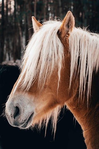 horse, pony, lock Screen Wallpaper, samsung Wallpaper, iphone Wallpaper, horse's Muzzle, horse's Nostrils, ipad Wallpaper, mammal, animal, phone Wallpaper