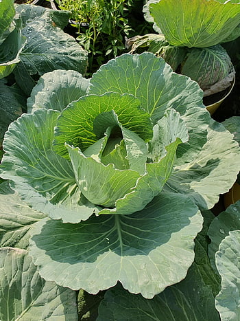 cabbage, vegetable, crop, vitamin, fresh, garden, leaves, green, edible, food