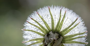 mniszek lekarski, ścieśniać, krople, kropla rosy, rosa, wiosna, roślina, makro, delikatny, Natura, łąka