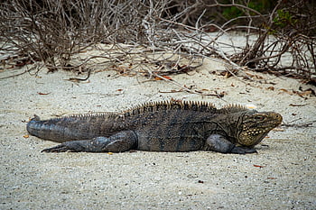 iguana, kadal, tropis, fauna, alam, hewan, kebun binatang, pulau, merapatkan, makhluk hidup, rimba