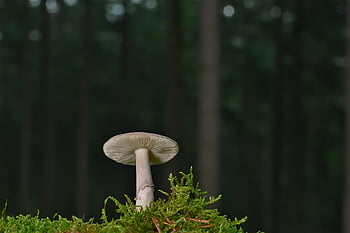 jamur cakram, jamur, lumut, jamur hutan, jatuh, alam, hutan, lantai hutan, merapatkan