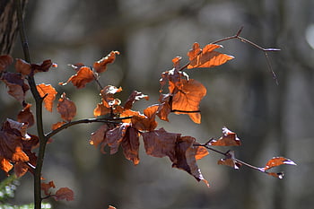 nature, forest, trees, landscape, autumn, leaves, tree