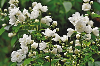 vůně jasmínu, jasmin, okrasný keř, jasmínový květ, květy, keř, květ, bílý