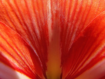 amaryllis, nature, flower Background, orchid, orange, flower Wallpaper, flower, beautiful Flowers, petals