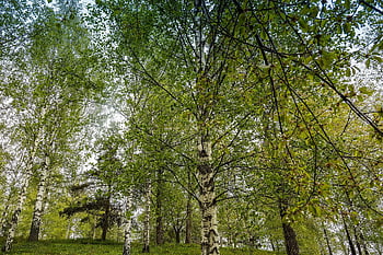 abedul, árbol, naturaleza, arboleda, bosque