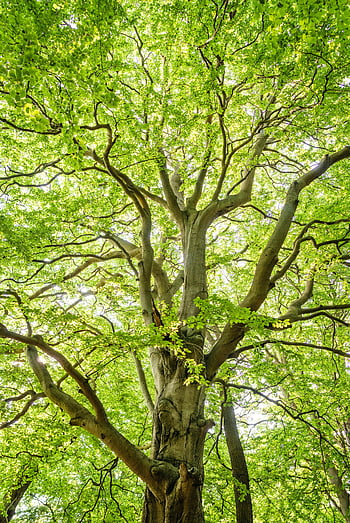 nízký úhel záběru, zelené stromy, jasně zelené listy, velký strom, Sluncem zalité větve, zářivé listy, lesnické fotografie, fotografování přírody, strom baldachýn, přirozené světlo, venkovní scenérie
