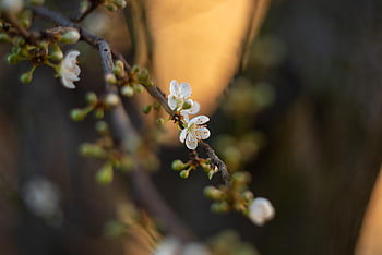 cherry, blossom, spring, flower, nature, bloom, white, cherry Blossoms, branch, bud, hd Wallpaper