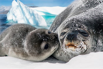 seals, nature, animals, snow, ice, pup, baby Seal, mammals, marine Life, marine Mammals, pinnipeds