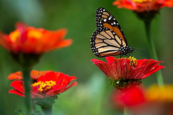 mariposa, fondo de flores, las flores, insectos, pétalos, polinización, papel tapiz de flores, hermosas flores, polen, naturaleza