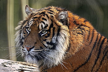 tygr, Kočkovitý, divoch, zoo, fauna, kožich, Příroda, masožraví savci, zvíře