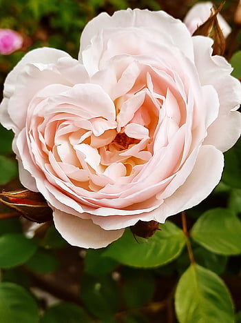 flower, rose, petals, blossom, summer, garden, nature, natue