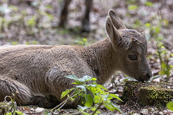 animal, mammal, wildlife, capricorn, wild, alpine