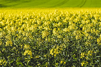 colza, campo di semi di colza, fiori di colza, fiori gialli, campo, natura