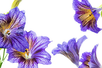 isolato, fiore, sfondo, bianca, minimo, pianta, fioritura, floreale, ancora, vita, petali