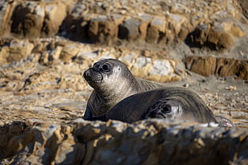 foca, animale, rocce, avvicinamento, natura, selvaggio, oceano, elefante, insieme, sabbia, mammifero