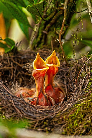 hungry chicks, nest, baby birds, close-up, new life, wildlife, Brazil, open beaks, nature, forest, chicks in nest