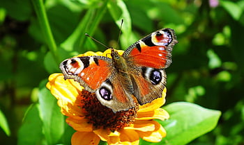peacock Butterfly, flower Wallpaper, butterfly, beautiful Flowers, insect, aglais Io, european Peacock, flower, flower Background, nature, garden