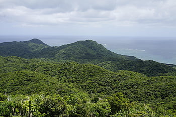 trees, forest, vegetation, mountain Peak, tropical, sky, okinawa, ishigaki Island, japan, okinawa Prefecture, southern Island