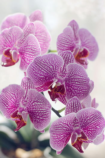orchideje fialové můry, detailní fotografie, živá fialová, exotické květy, přirozené světlo, phalaenopsis, květy orchidejí, květinové fotografie, Kvetoucí orchideje, fialové květy, Detailní květy