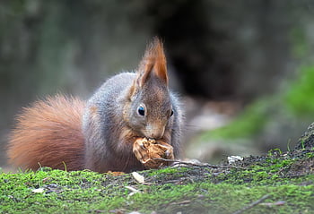 egern, natur, dyr, gnaver, dyreliv, fauna, fouragering