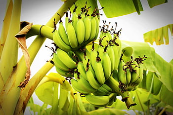 grüne Bananenstaude, lebendige grüne Bananen, tropische Pflanze, frisches Erzeugnis, Naturalien, Bananencluster, grüne Bananen, Tropische Frucht, Bananenpflanze, Green Banana Bündel, Bananenbaum