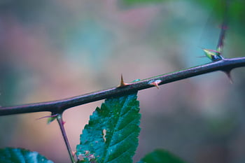 green leaf plant, close up photography, macro shot, plant stem, sharp thorns, green leaves, natural aesthetic, detailed image, nature photography, botanical photography, thorny plant
