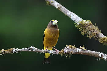 večerní grosbeak, pták, Příroda, dlask obecný, volně žijících živočichů, ptačí, zvíře, dvorku, mužský