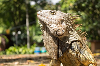 iguana, reptil, hewan, binatang, kadal, eksotik, makhluk, bersisik, mata, hijau, tropis