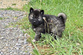 dog, puppy, young Dog Eurasier, male Eurasier Black Mask, nature, animal, doggie, adorable, eurasier Puppy, color Dark Sable, eurasier Puppy Nako