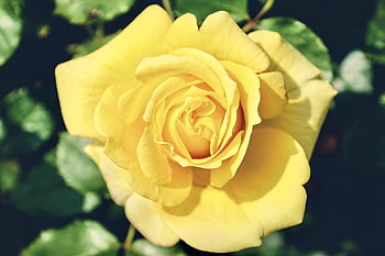 rosa, fiorire, fioritura, giallo, fiore di rosa, natura, Data di nascita, giardino, nozze, le foglie, romanza