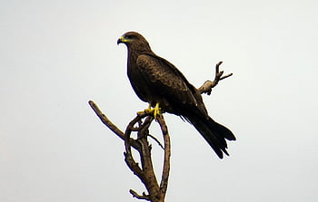 lintu, linnun, milvus migrans, petolintu, Accipitridae, päivittäinen, Raptor, saalistaja, luonto, villi, villieläimet