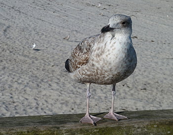 gull, bird, sand, beak, feathers, plumage, beach, baltic Sea