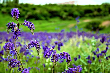 flowers, nature, botany, bloom, growth, macro, outdoors, field, ukraine