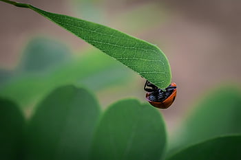 lady Bug, insect, beetle, coccinellidae, dotted, leaf, nature, animal, fauna, luck, lucky Charm