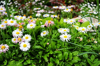 flowers, chamomile, beautiful Flowers, flower Background, herbs, blooms, chamomiles, flower Wallpaper, field, nature