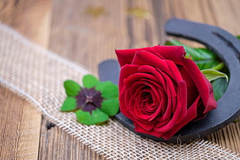 rose, flower, rose Flower, blossom, nature, beautiful Flowers, bloom, love, romance, sylvester, flower Wallpaper